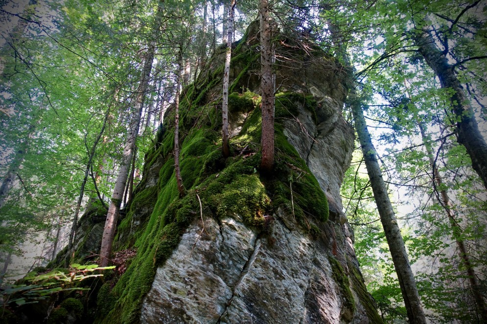 Blocchi enormi si ergono qua e la nella foresta