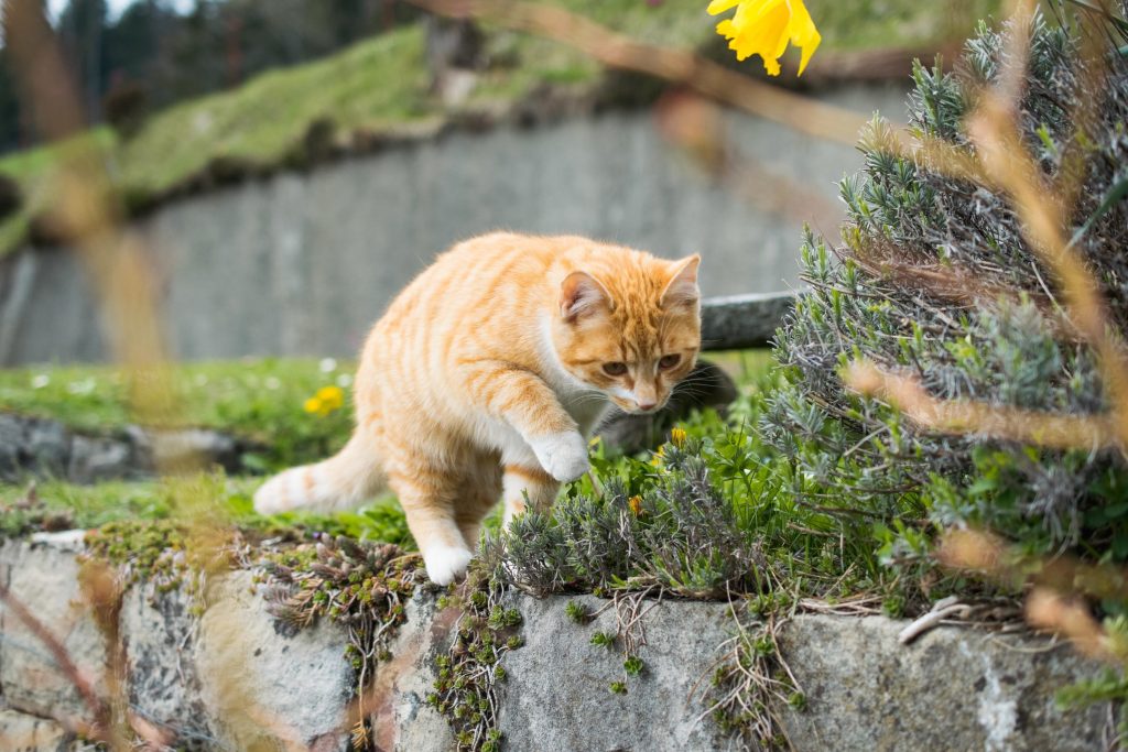 I gatti castrati sono ottimi cacciatori perché non devono più investire le energie nelle lotte di territorio o per allevare la prole (Freepik.com)