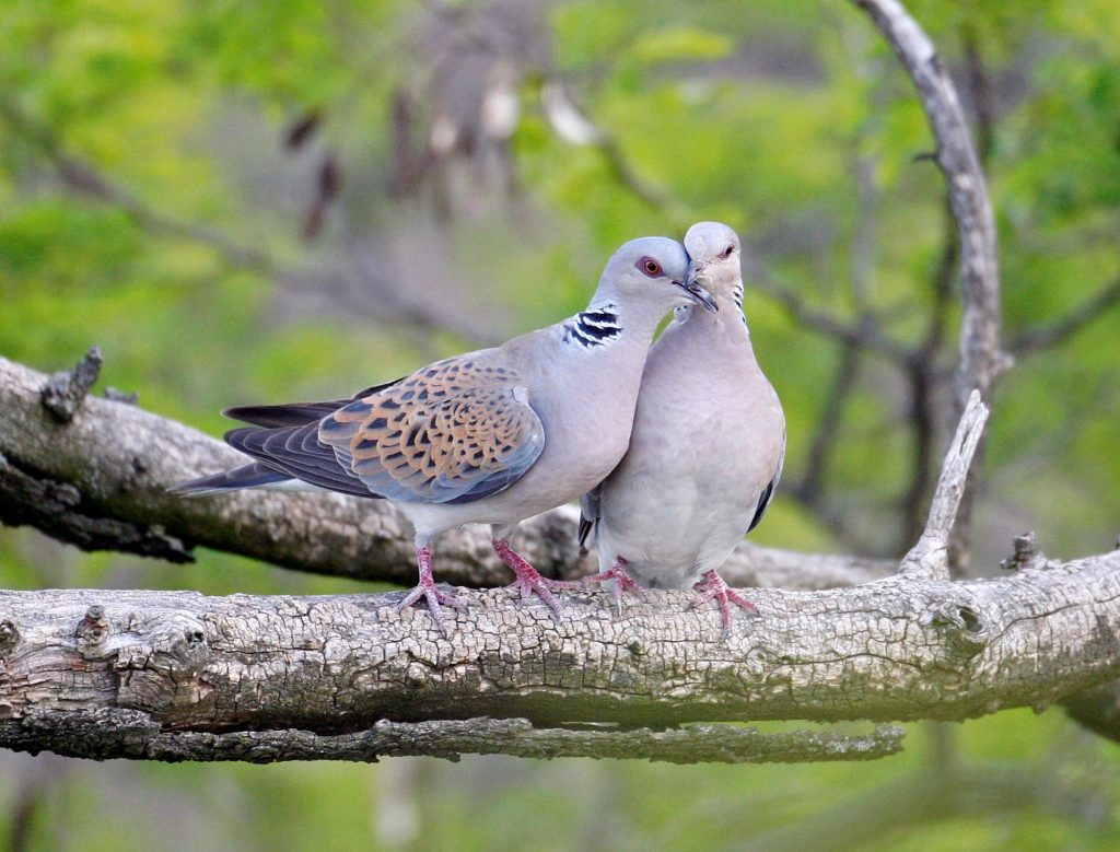 (Birdlife.ch/Markus Varesvuo/naturepl.com)