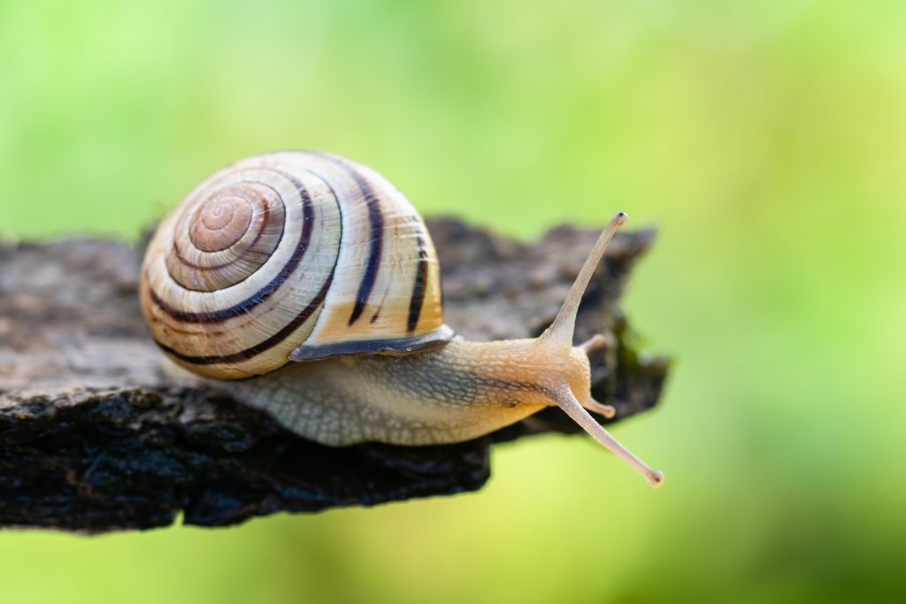 La chiocciola fasciata è la più grande tra le 254 specie indigene di lumache. (Pro Natura – Stéphane Vitzthu)