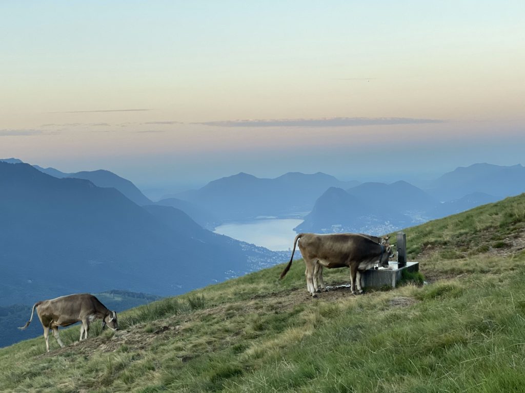 Le mucche dell’azienda agricola capriaschese di Albertine e Luca Ferracin.