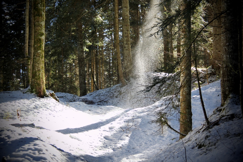 Il bosco dell'Uaul grond