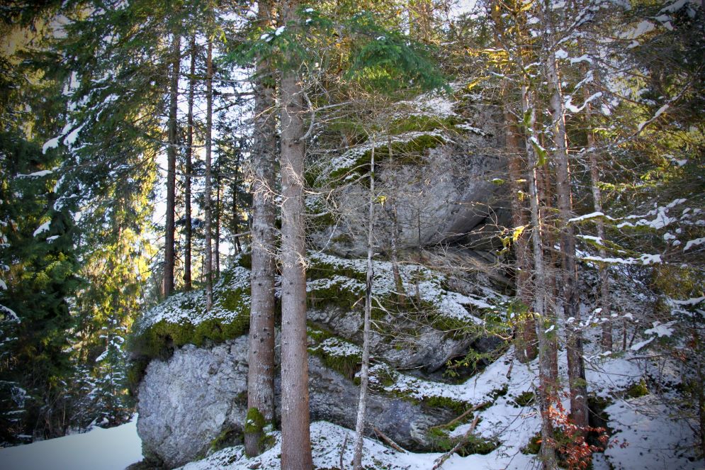 Il fitto bosco che ricopre l'Uaul grond disseminato di enormi macigni