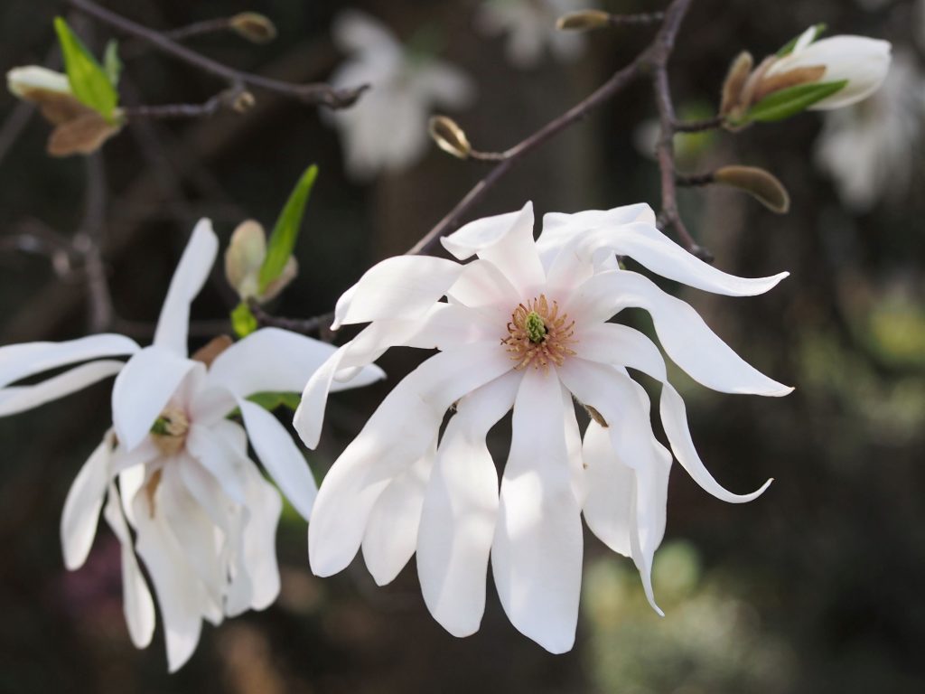 Esemplare di magnolia stellata, pianta amante della luce e di zone riparate (Agnieszka Kwiecien´, Nova)