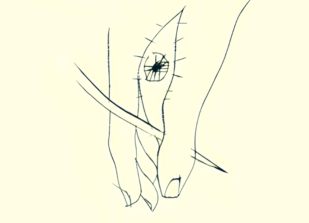 Disegno di copertina. (Manni Editori)