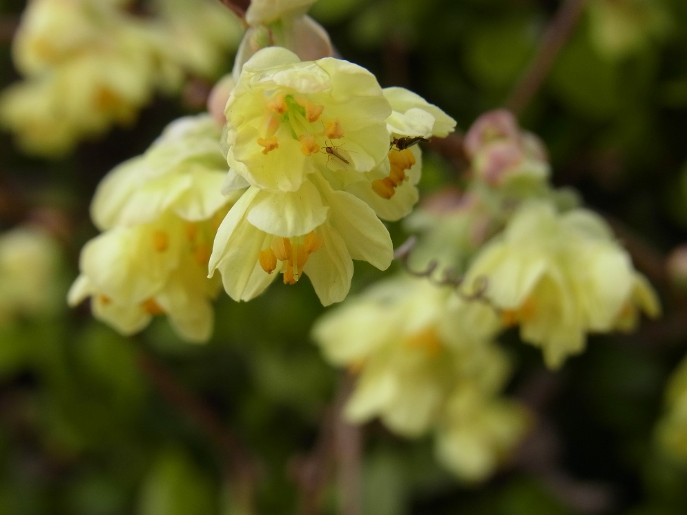 Un esemplare di Corylopsis pauciflora (Nofrills)