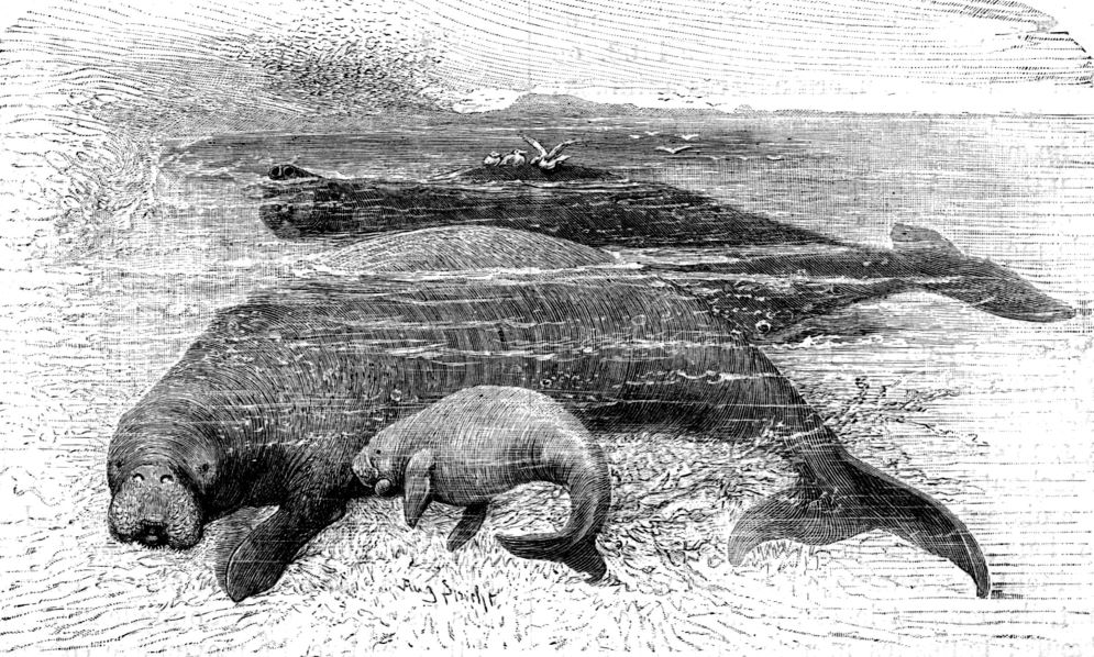 Illustrazione di una famiglia di Ritina di Steller apparsa nel numero 26 di L’Ouvrière nel 1898 (Gallica/Wikipedia)