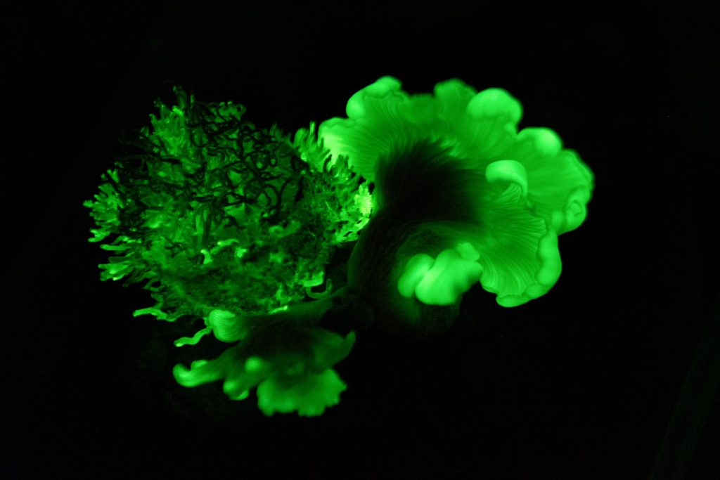 I funghi Panellus Stipticus (a sin.) e Omphalotus Nidiformis (a des.) fotografati nel picco di luminescenza (Valentina Brancaforte)