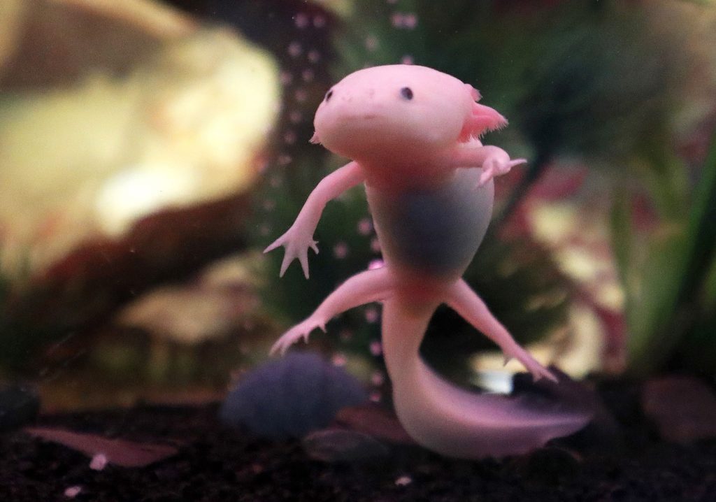L’axolotl in natura è sull’orlo dell’estinzione (Keystone)